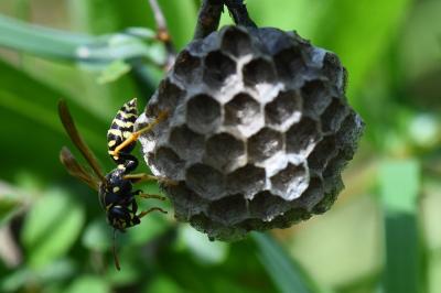 Polistes nimpha