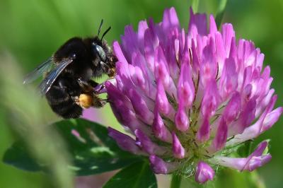 Anthophore obtuse