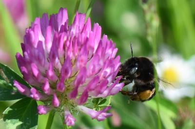 Anthophore obtuse