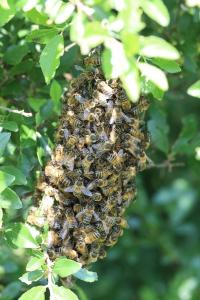 Abeille domestique