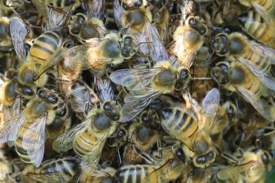 Abeille domestique