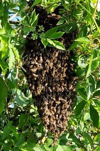 Abeille domestique