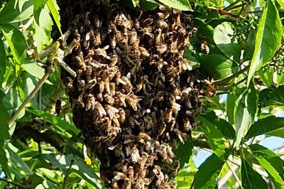 Abeille domestique