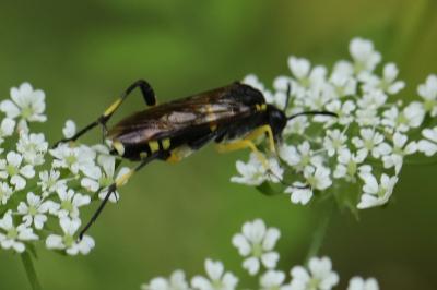 Mouche-à-scie à trois bandes jaunes