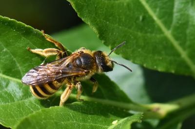Halicte de la Scabieuse