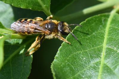 Halicte de la Scabieuse