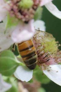 Abeille domestique