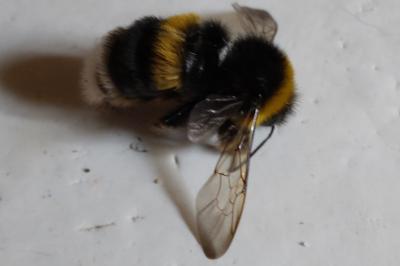 <i>Bombus terrestris/lucorum</i>
