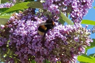 <i>Bombus terrestris/lucorum</i>