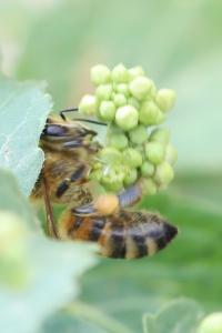 Abeille domestique