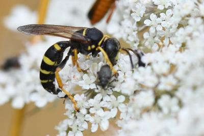 <i>Gorytes</i>