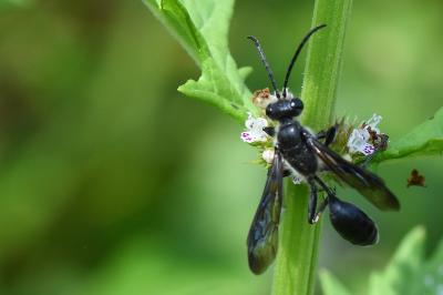 Isodonte mexicaine
