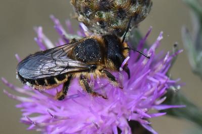 Lithurgus cornutus