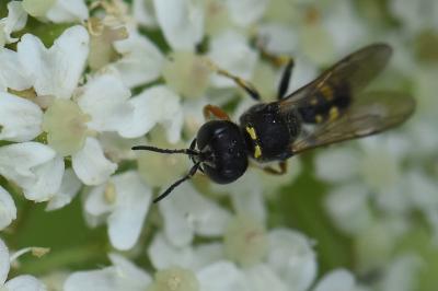 <i>Ectemnius continuus</i>