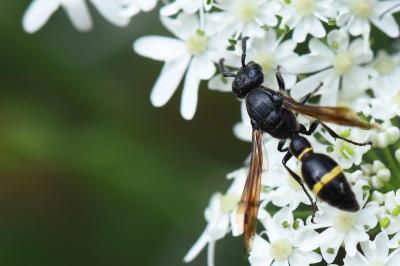 <i>Discoelius zonalis</i>