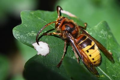 Frelon européen