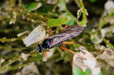 <i>Pimpla</i>