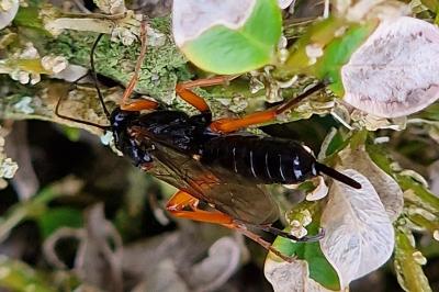 <i>Pimpla</i>