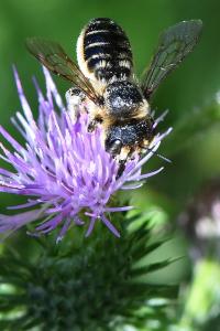 <i>Lithurgus cornutus</i>