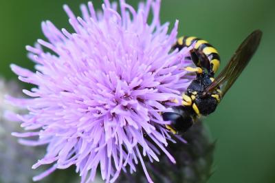 Ectemnius lituratus