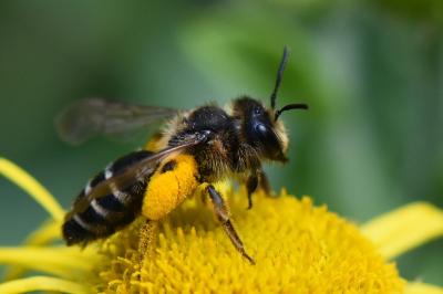 Andrena flavipes