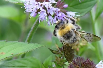 <i>Bombus</i>
