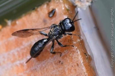 <i>Crossocerus megacephalus</i>