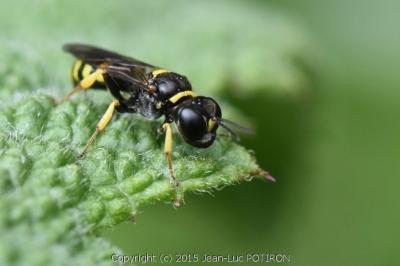 <i>Crossocerus vagabundus</i>