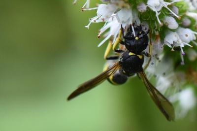<i>Ancistrocerus trifasciatus</i>