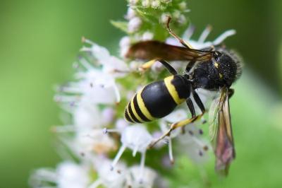 <i>Ancistrocerus trifasciatus</i>