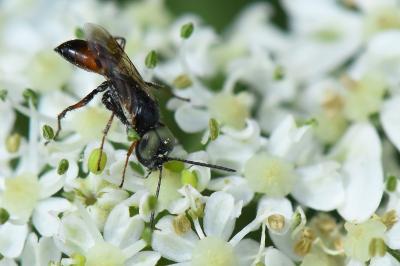 <i>Dryudella tricolor</i>