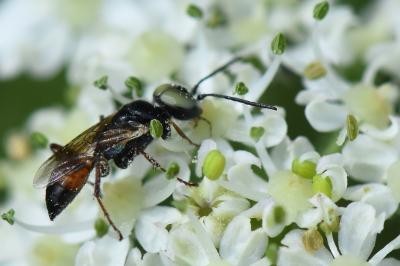 <i>Dryudella tricolor</i>