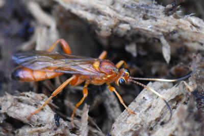 <i>Lymantrichneumon disparis</i>