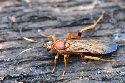 <i>Lymantrichneumon disparis</i>