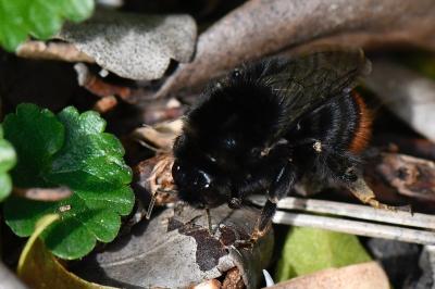 Bombus lapidarius
