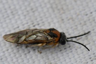 <i>Mesoneura opaca</i>