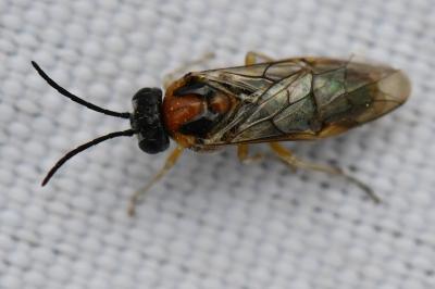 <i>Mesoneura opaca</i>