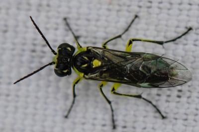 <i>Cytisogaster picta</i>