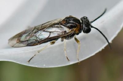 Mesoneura opaca