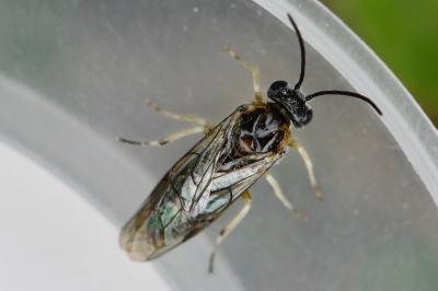 <i>Mesoneura opaca</i>