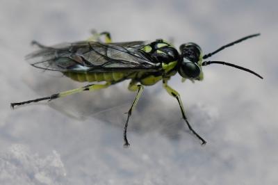 <i>Cytisogaster picta</i>