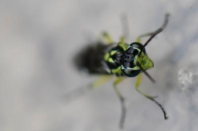 <i>Cytisogaster picta</i>