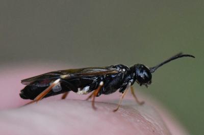 Emphytus cinctus