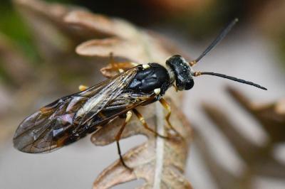 <i>Strongylogaster multifasciata</i>