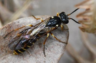 Strongylogaster multifasciata