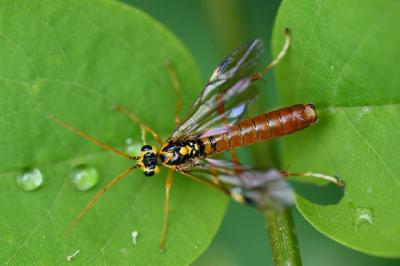Mouche-à-scie porte-cœur