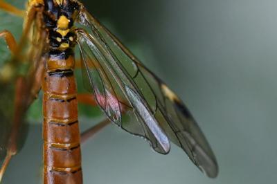 Mouche-à-scie porte-cœur