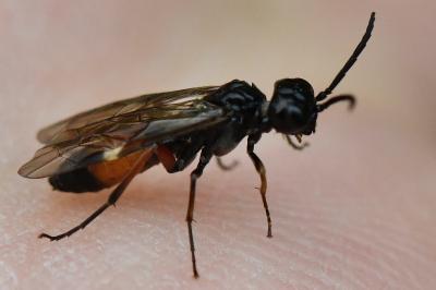 Emphytus laticinctus