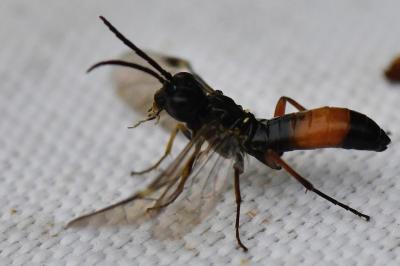 <i>Emphytus laticinctus</i>