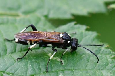<i>Macrophya duodecimpunctata</i>